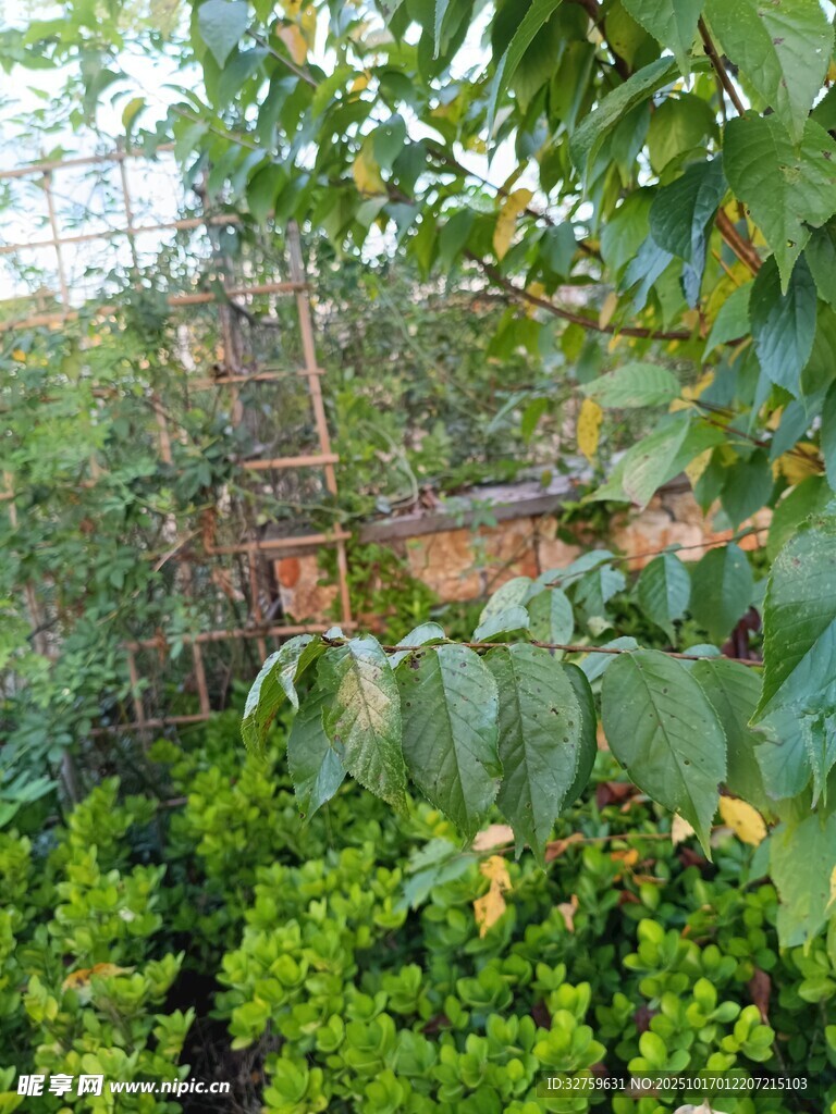 花園中的綠植與木質(zhì)階梯