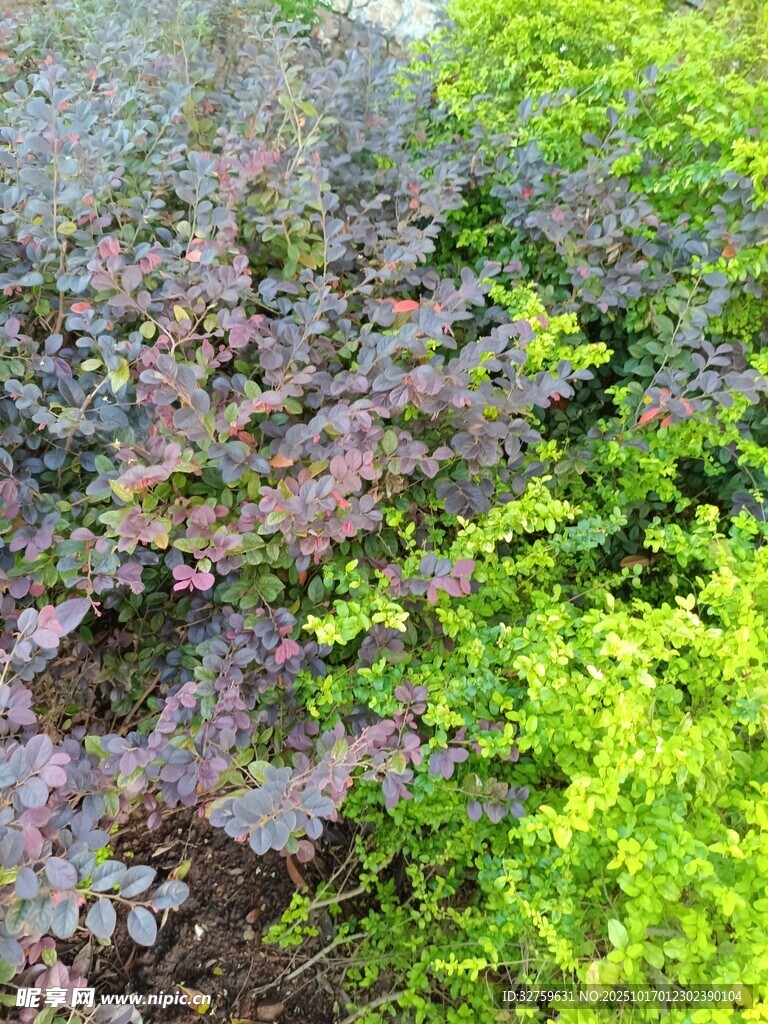 多彩植物景觀