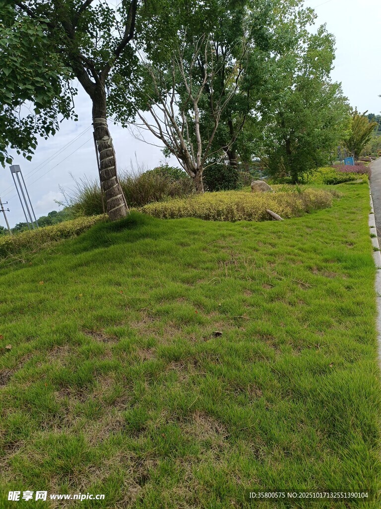 綠意盎然的戶外自然景致