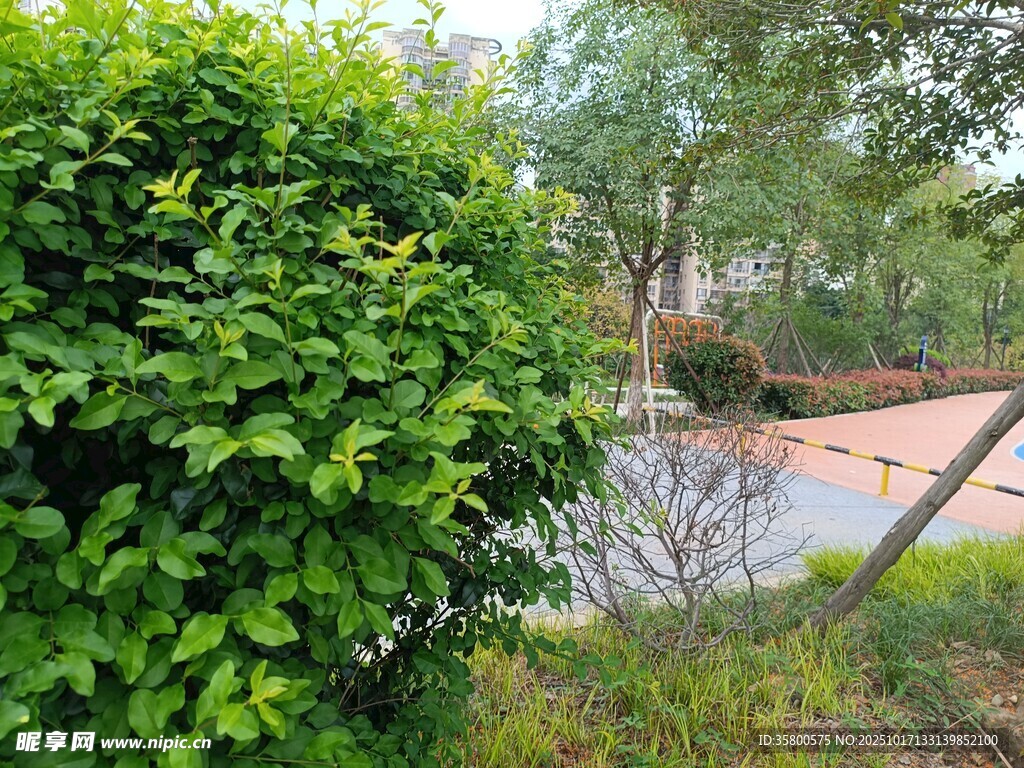 綠意盎然的戶外景觀