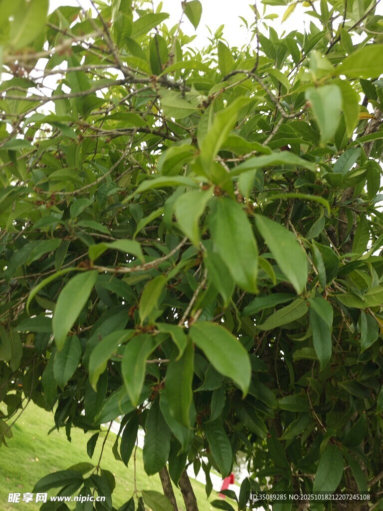 綠葉繁茂的植物