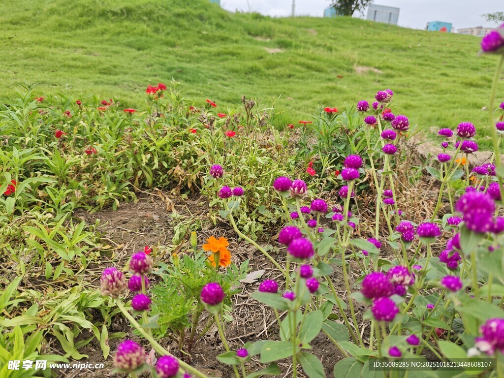 多彩花叢綻放于綠地間