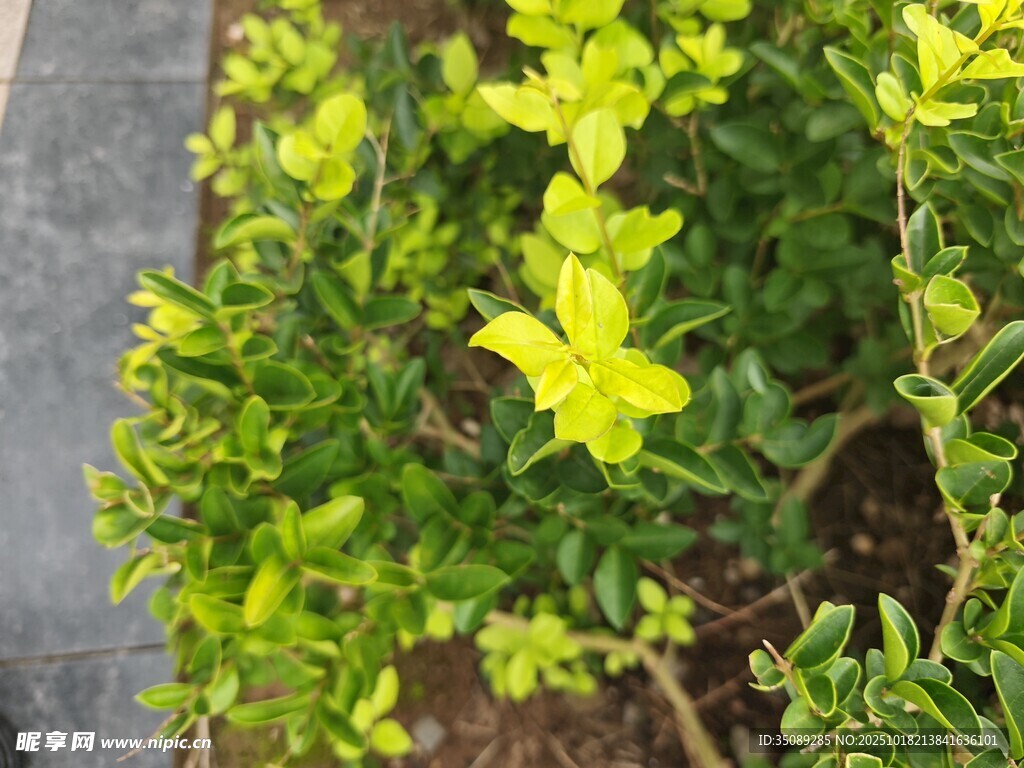鮮黃小花綠植生機(jī)滿滿