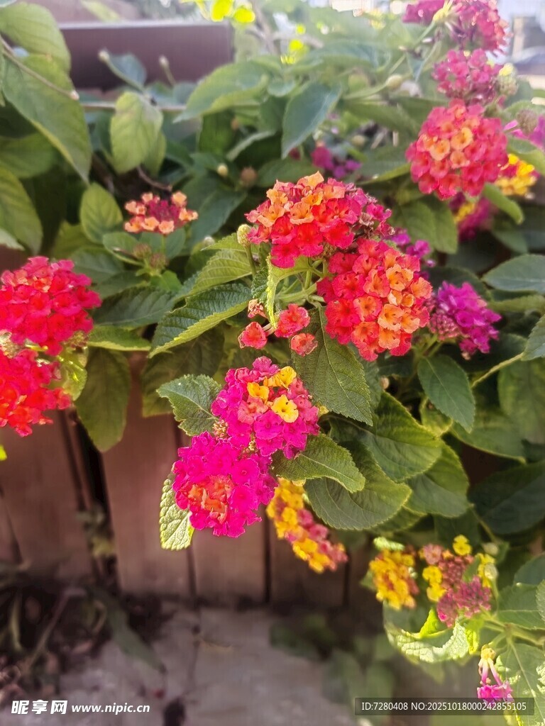 多彩花卉攀爬于木架之上