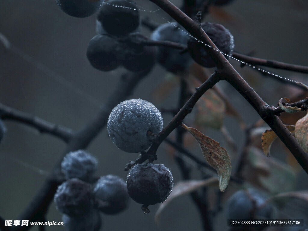 枝頭藍(lán)果 盡顯自然之美