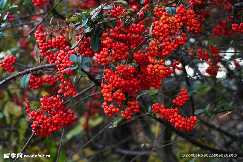 枝頭紅果艷