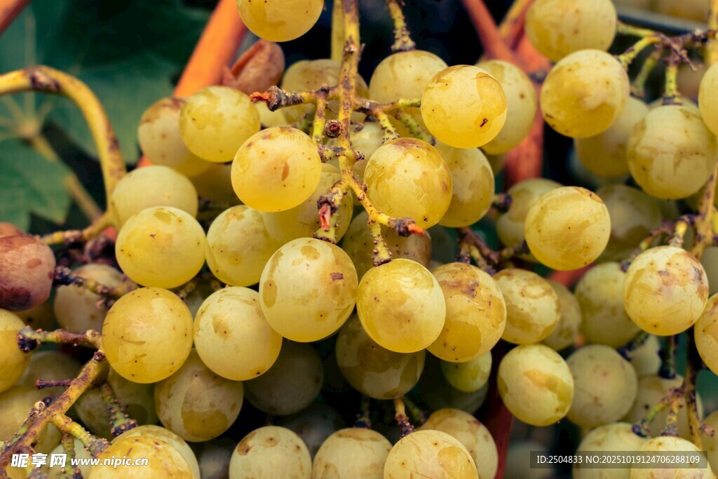 新鮮黃葡萄堆疊展示