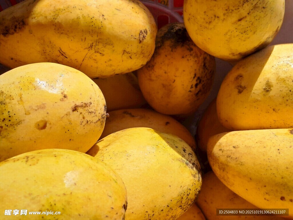 一堆新鮮誘人的黃芒果