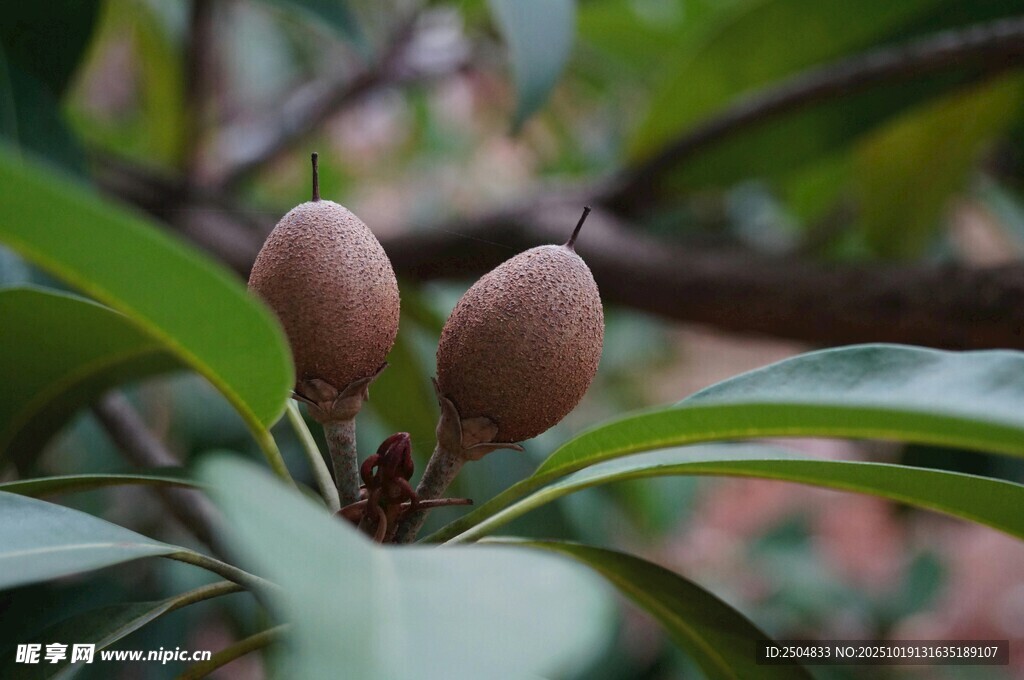 枝頭的粉嫩果實(shí)