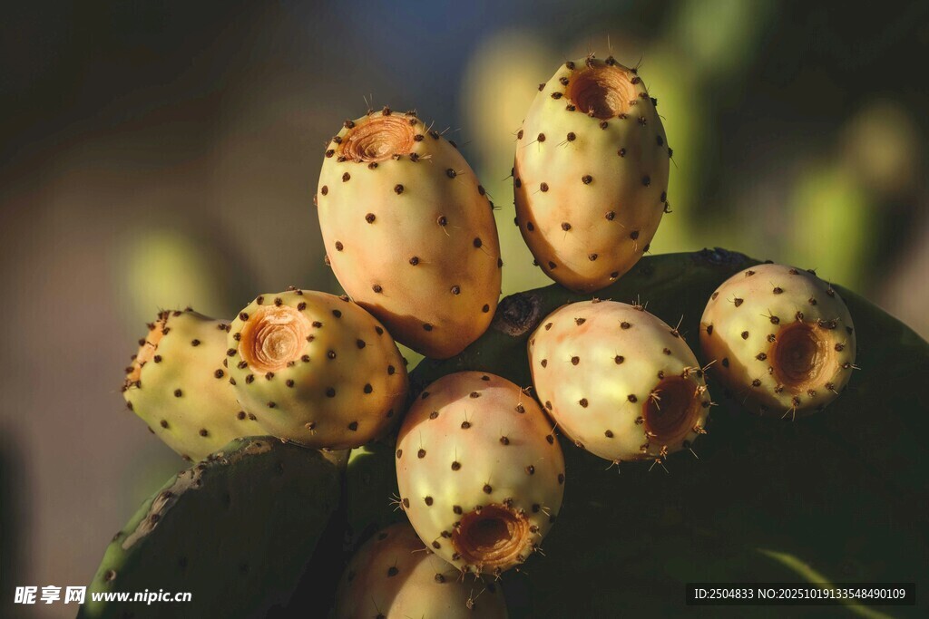 帶刺的仙人掌果實特寫