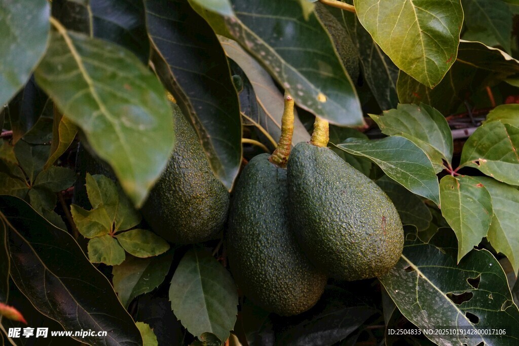 樹上掛著的新鮮牛油果