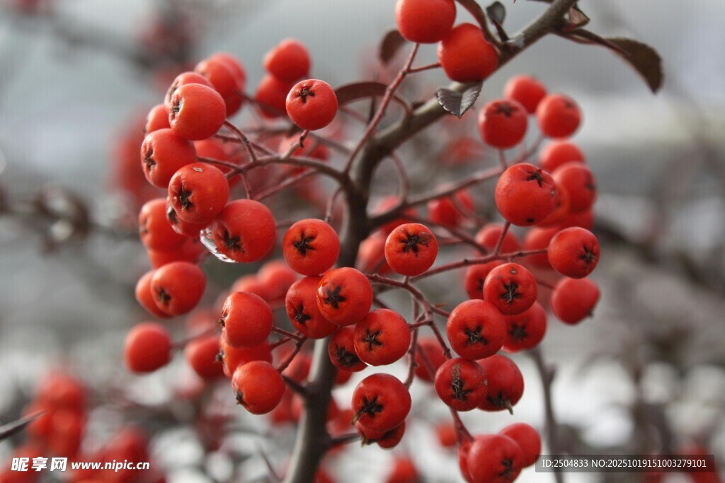 枝頭紅果 冬日一抹艷麗