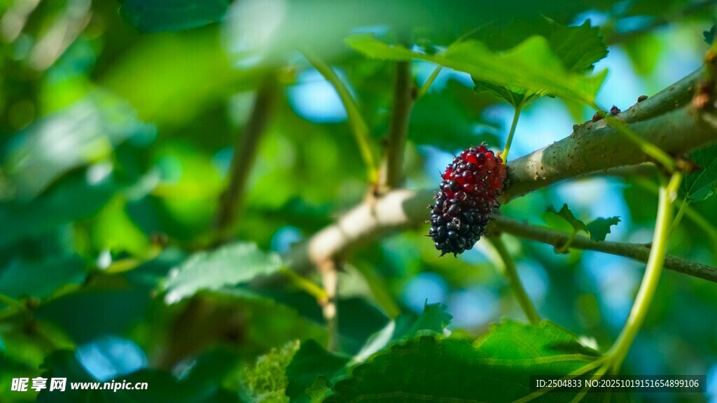 枝頭桑葚 綠意中的紫果