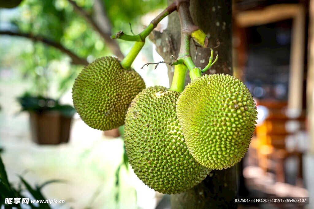 樹上掛著的新鮮菠蘿蜜