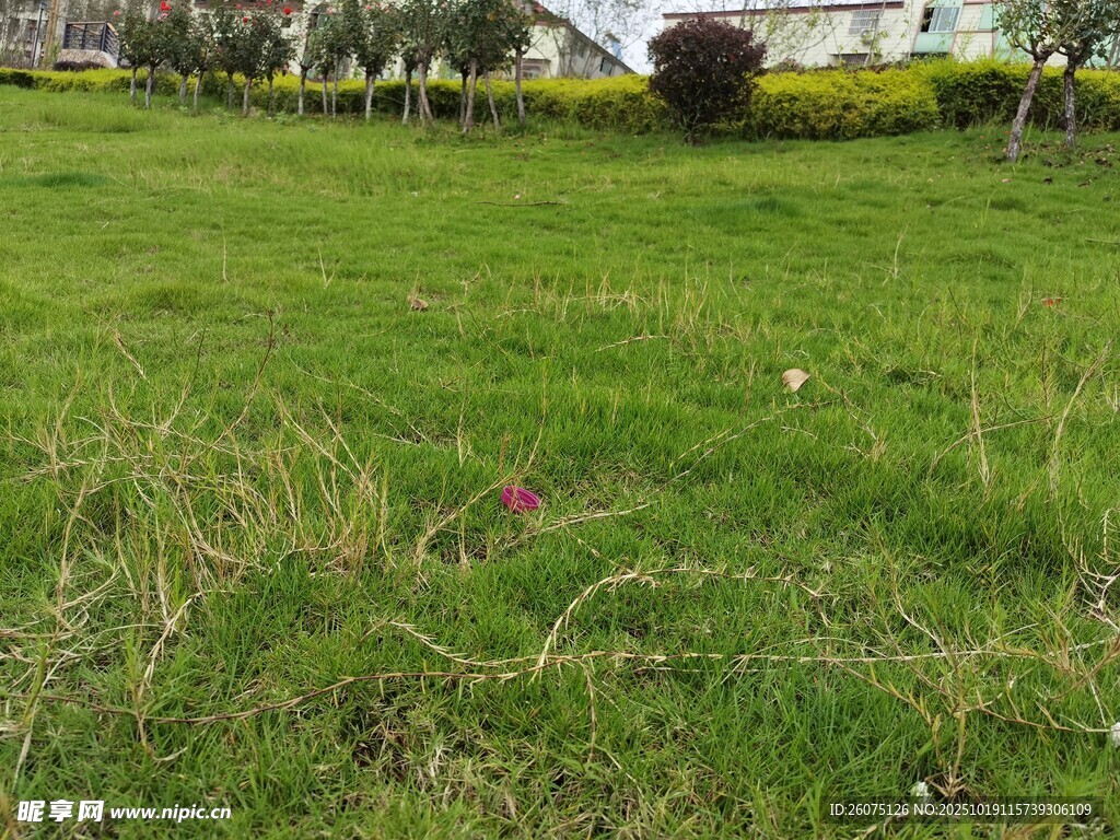 戶外翠綠草地景觀