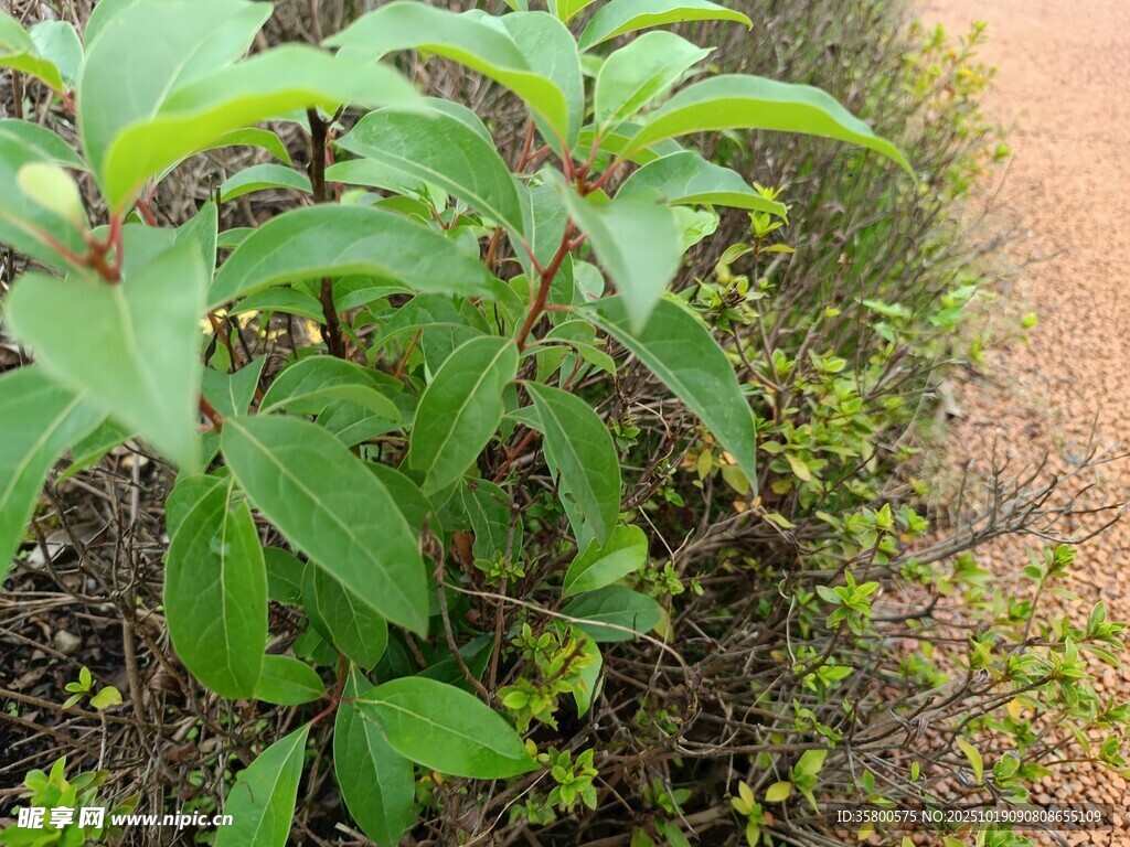 綠葉繁茂的植物景象