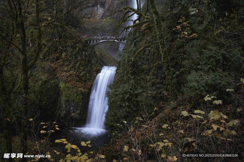 森林中的靜謐瀑布景觀