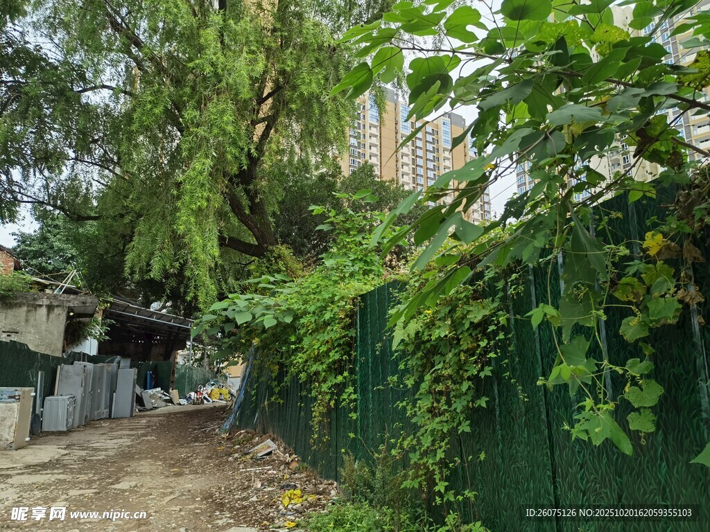 綠意盎然的戶外圍欄場景