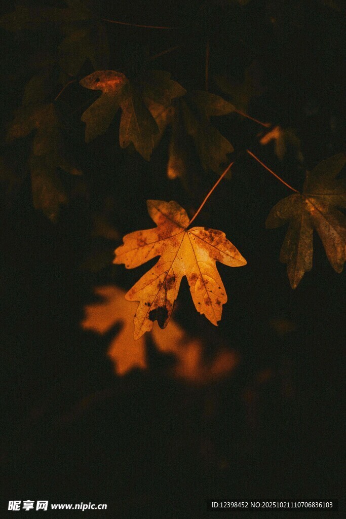 秋夜中閃耀的橙黃楓葉