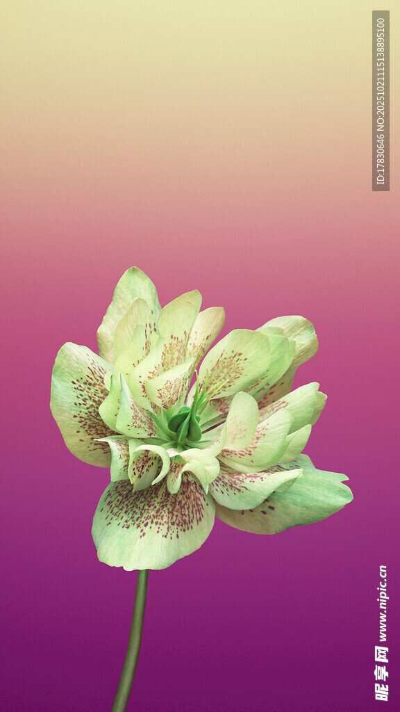 淡綠花朵綻放于紫色背景