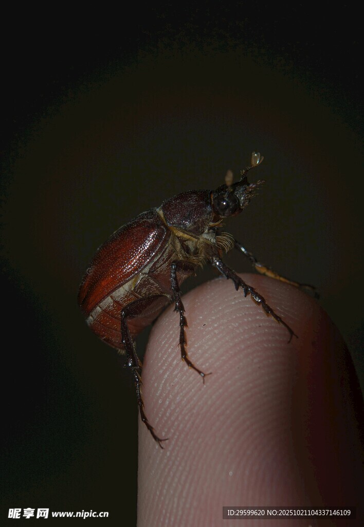 手指上的甲蟲特寫