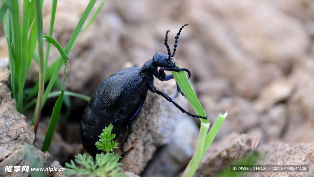 草叢中的黑色甲蟲