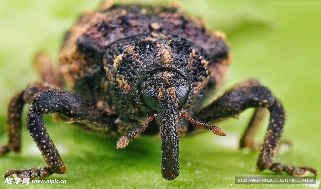 長鼻甲蟲特寫