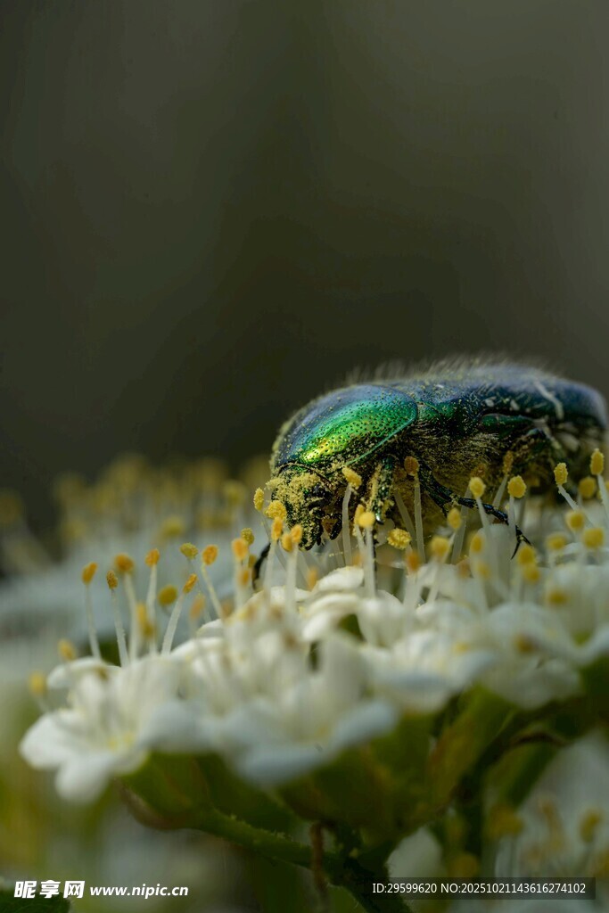 綠甲蟲(chóng)專注花蕊覓食