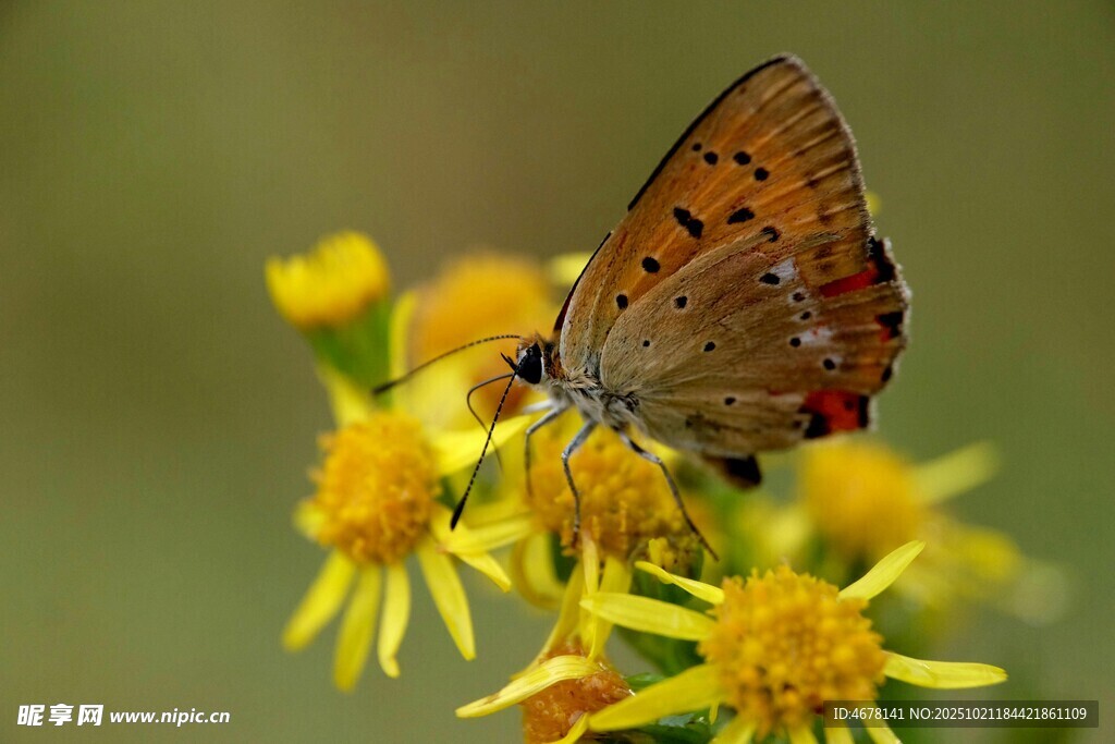 褐蝶停駐黃色小花上