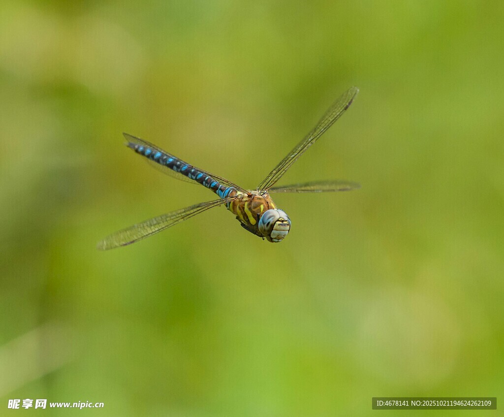 飛行中的藍(lán)色蜻蜓