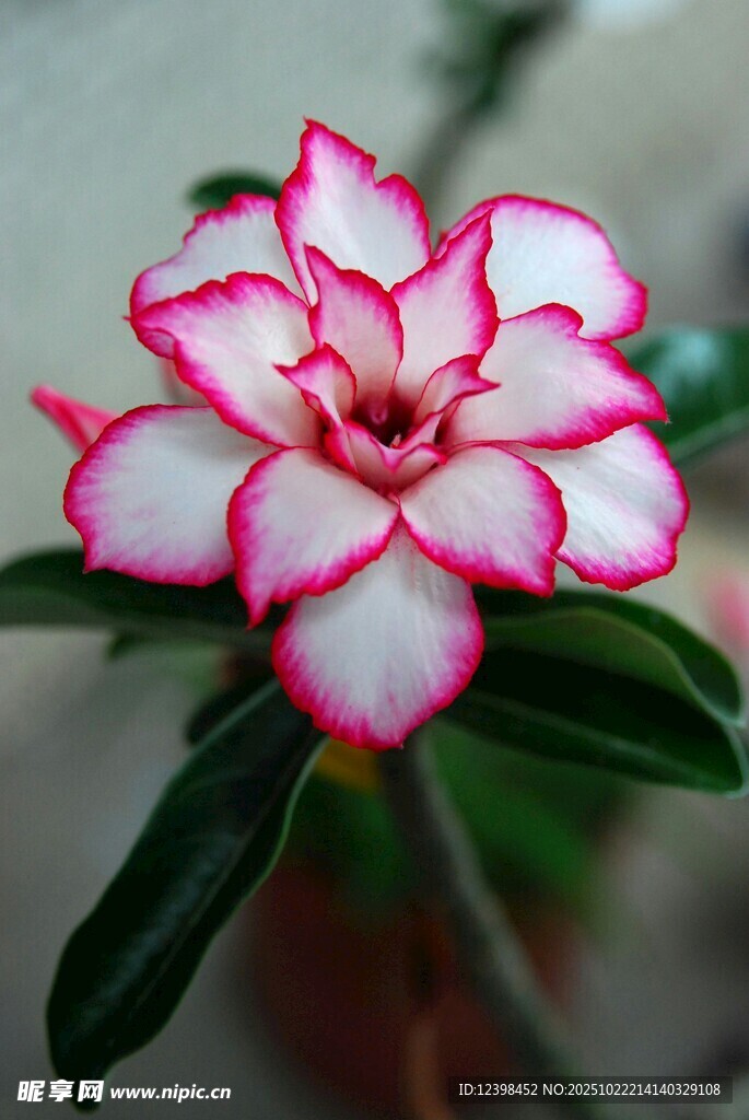 嬌艷粉白沙漠玫瑰綻放