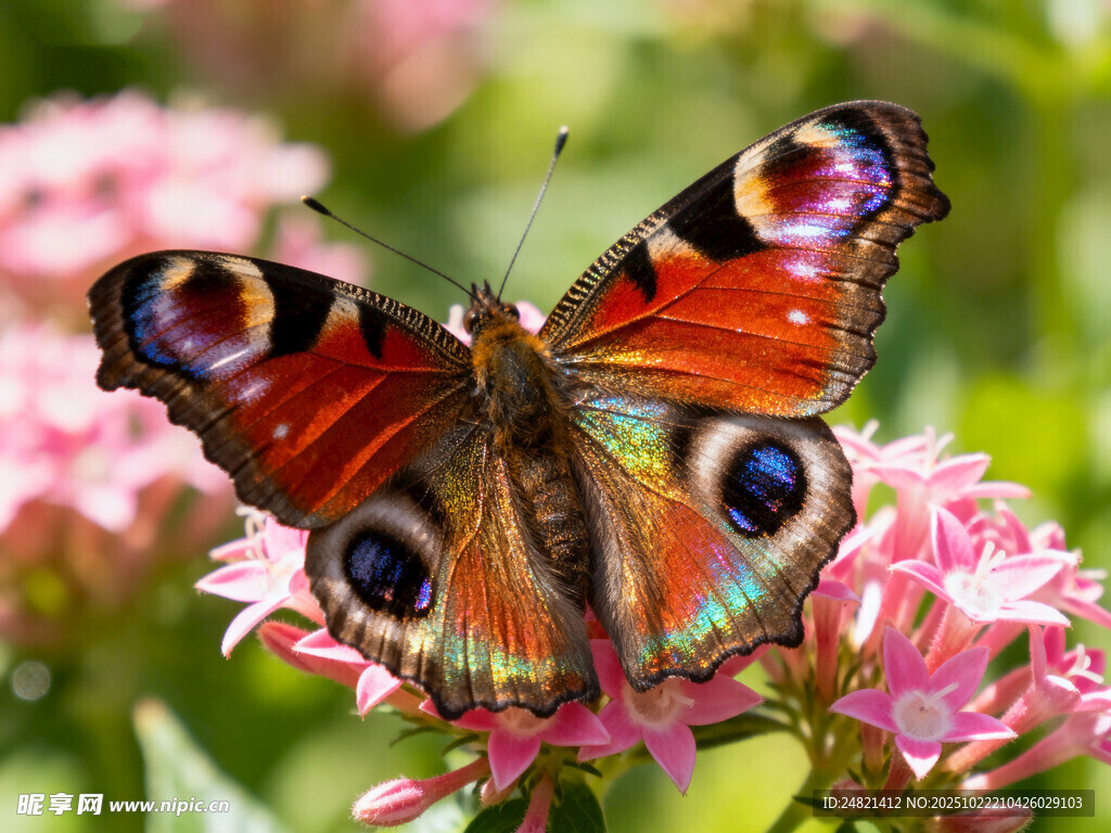 彩蝶停駐繁花之上