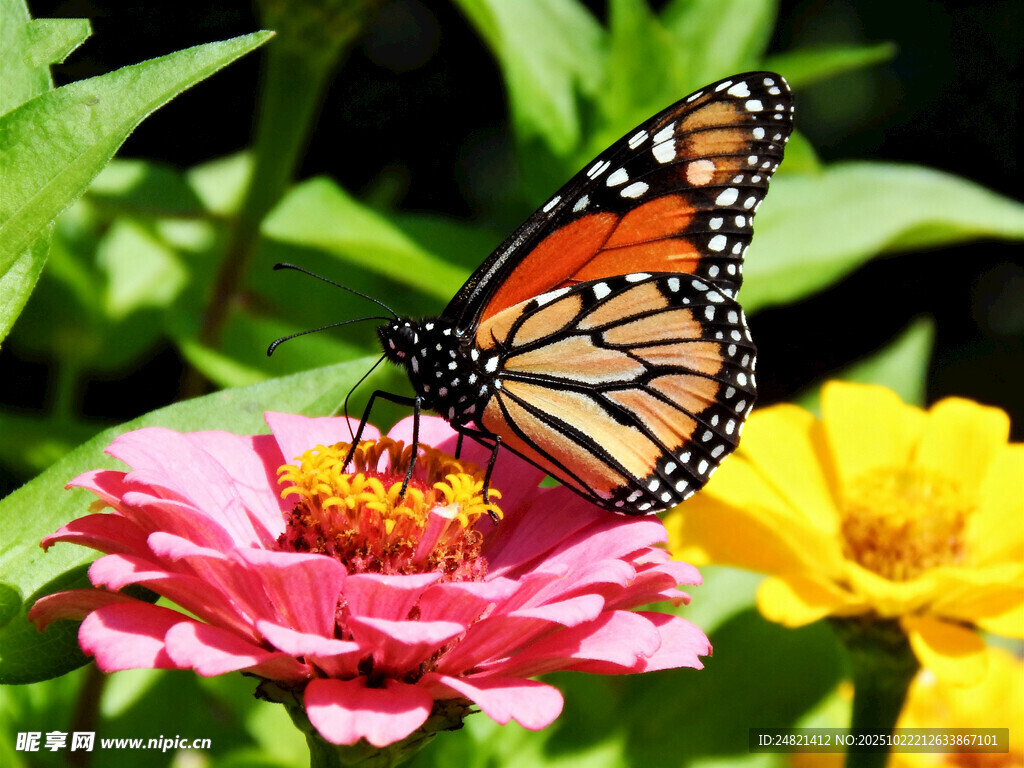 蝴蝶停留在嬌艷花朵上