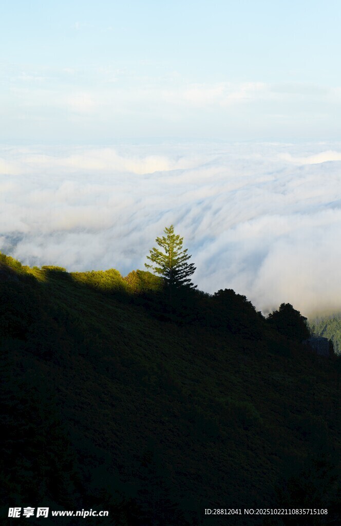 山巔孤樹云海壯麗景觀