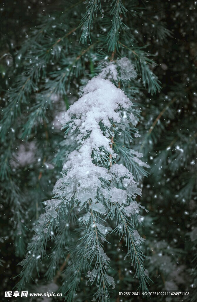 雪覆松樹的靜謐美景