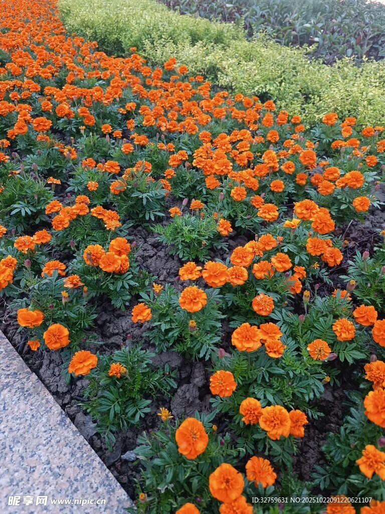 橙色花海綻放于小徑旁