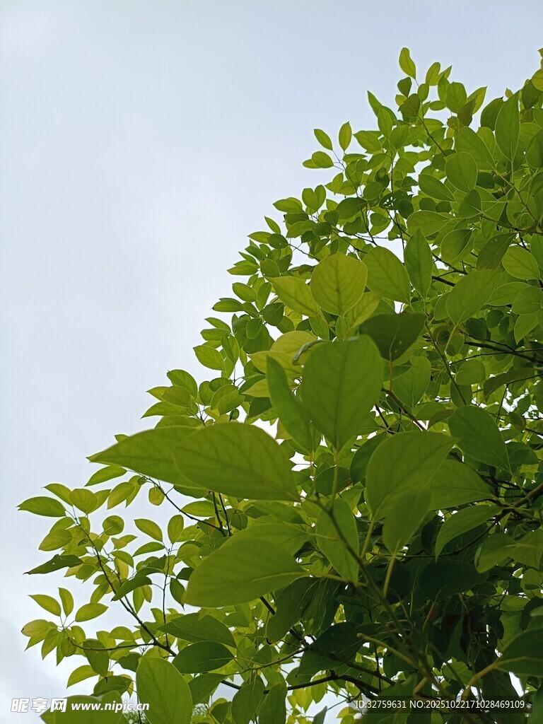 綠葉映藍(lán)天 