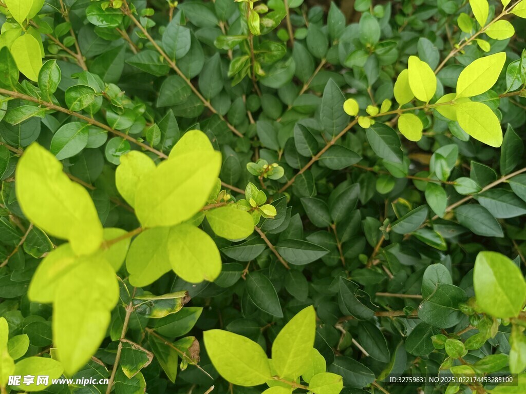 嫩綠葉片點綴繁茂綠植