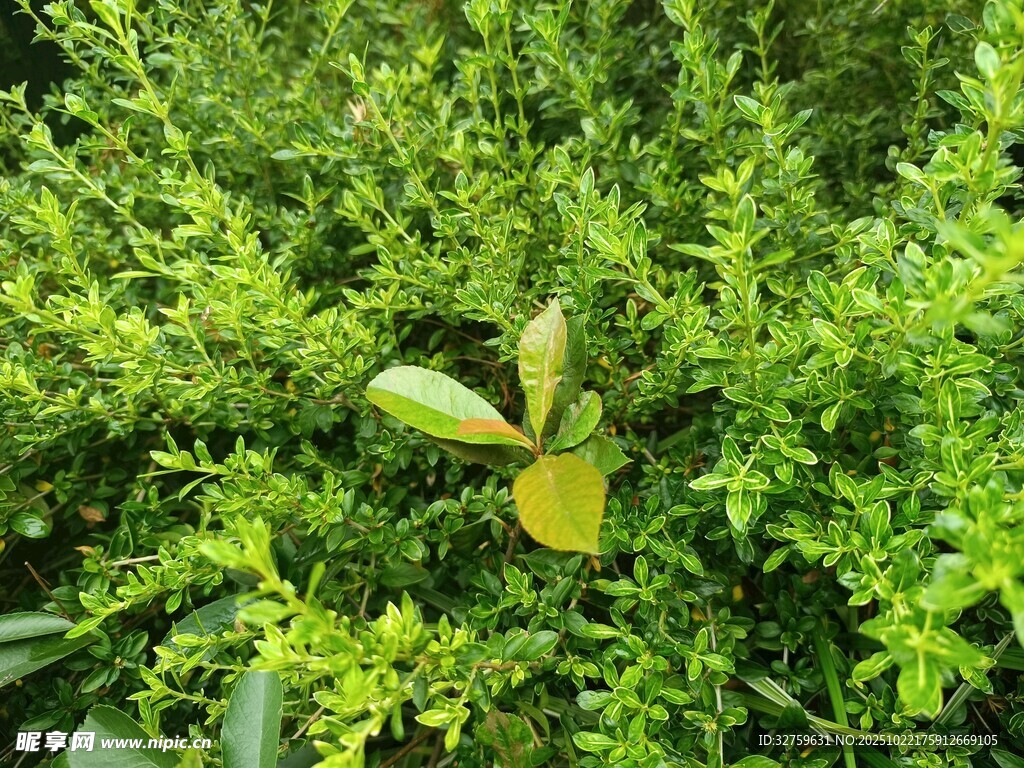 綠葉叢中一抹亮眼新綠