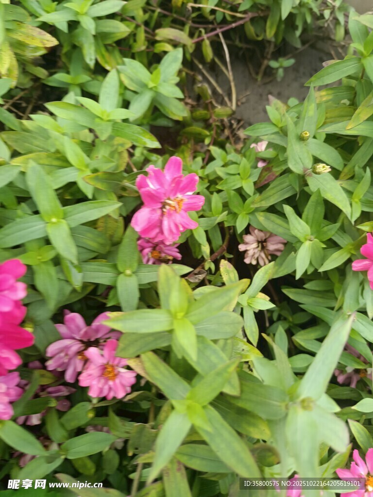 綠葉間綻放的嬌艷粉色花朵