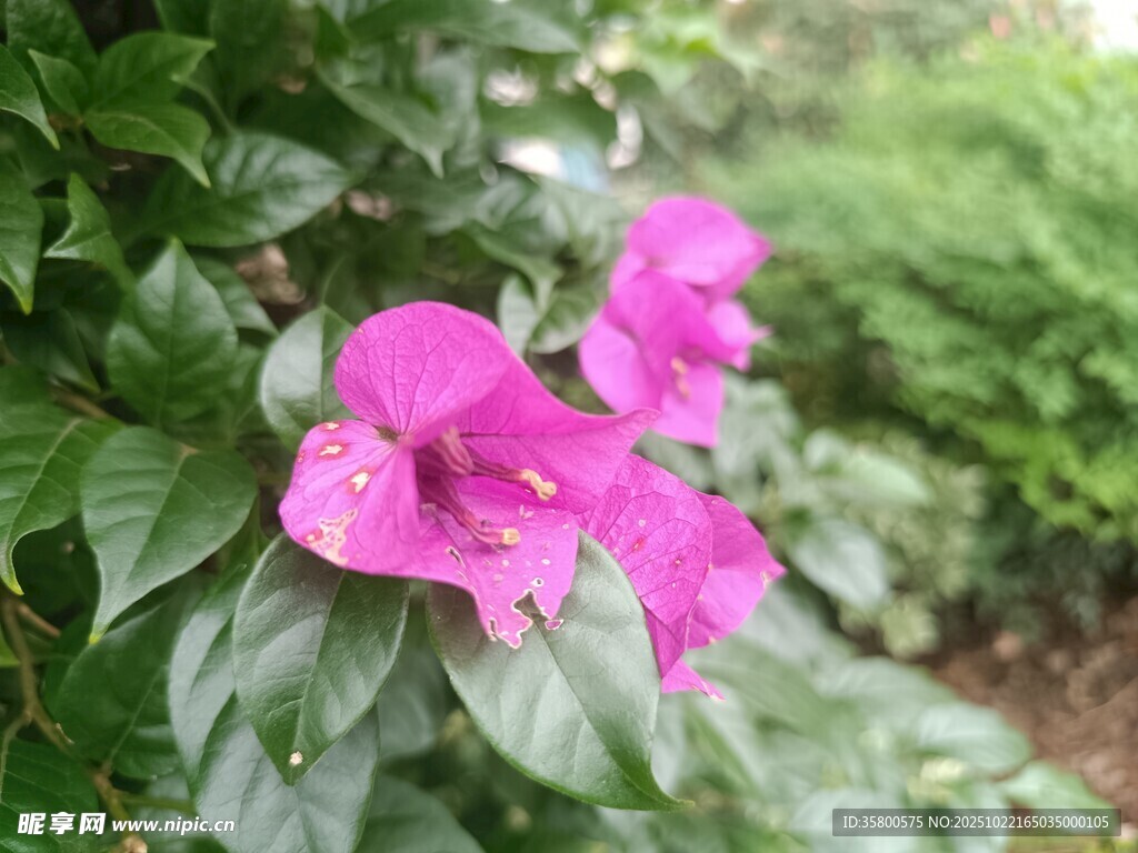 嬌艷紫花綻放綠葉間