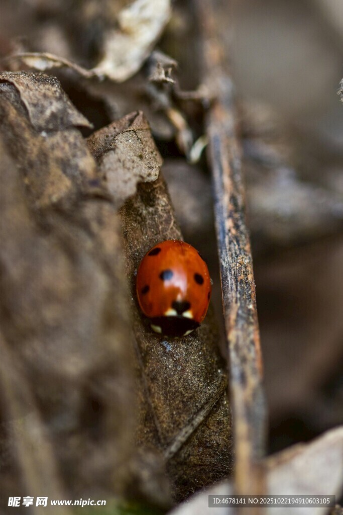 葉間的紅色瓢蟲