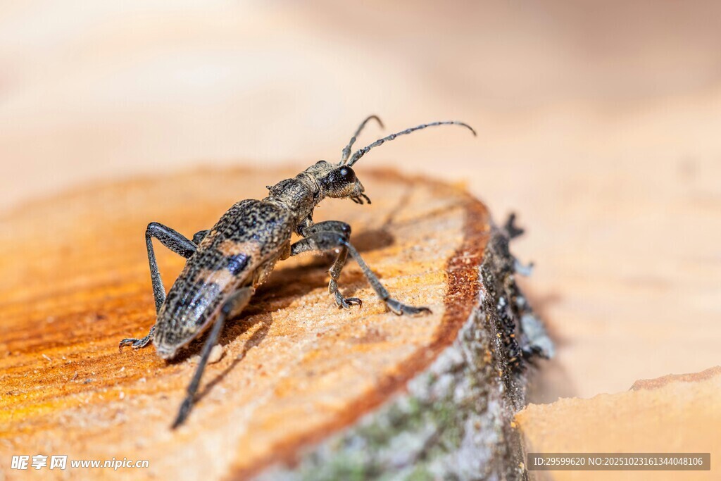 木上的甲蟲特寫