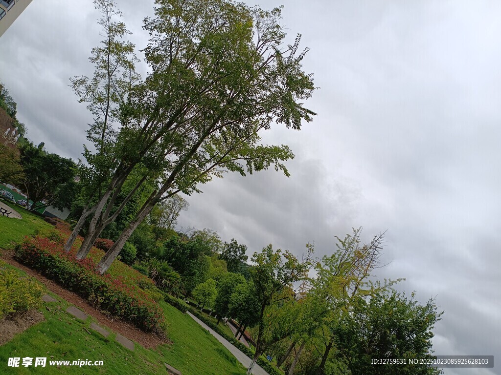 戶外綠樹草地陰天景象