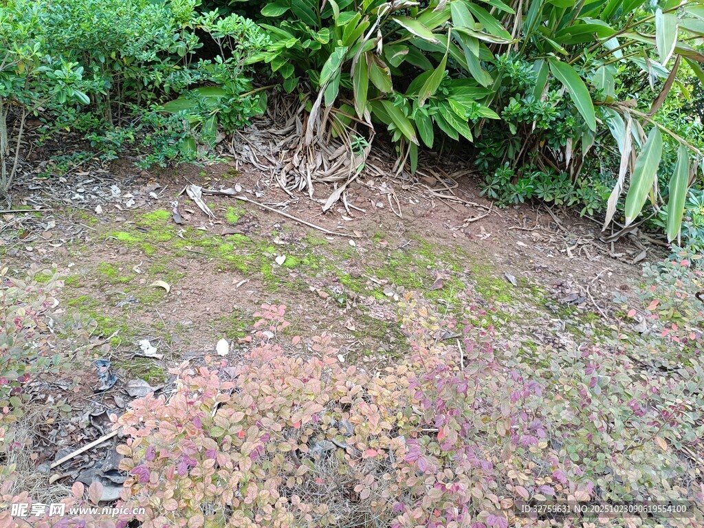戶外植被覆蓋的地面場景