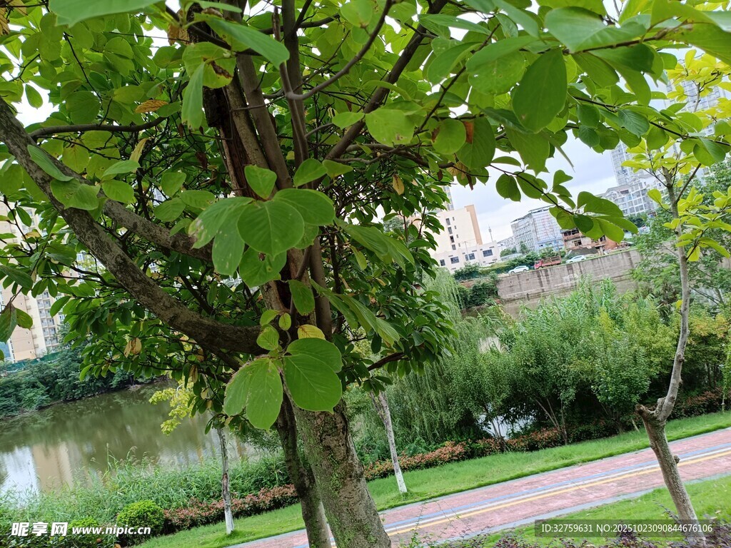 河畔綠樹成蔭的美麗景致