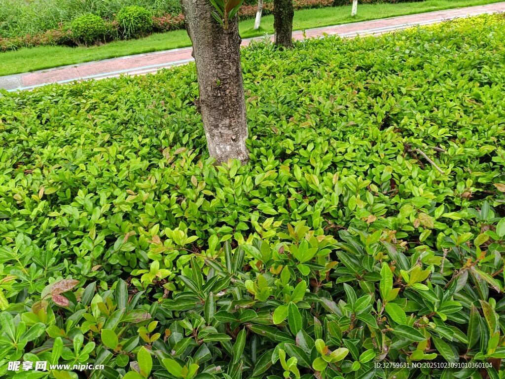 綠意盎然的灌木與樹干