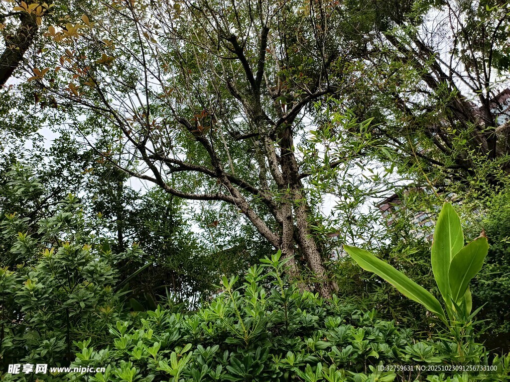 繁茂樹林中的綠意景致