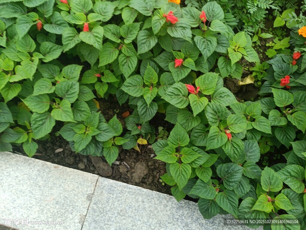 綠葉間點(diǎn)綴著鮮艷小紅花