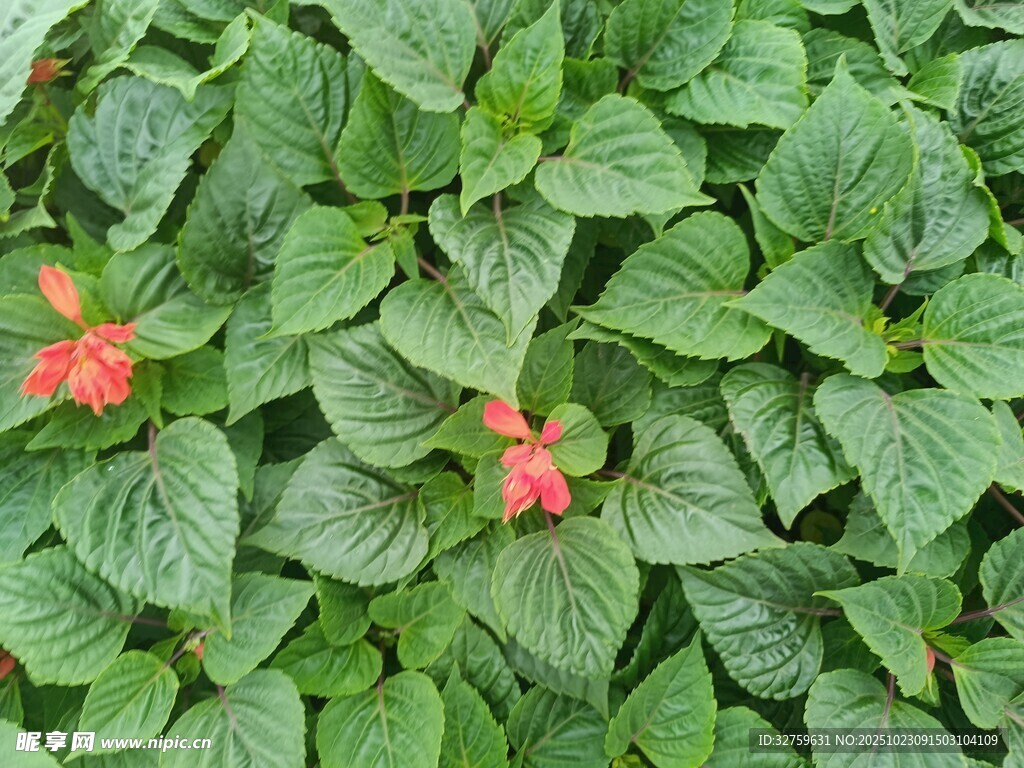 綠葉叢中綻放的嬌艷紅花